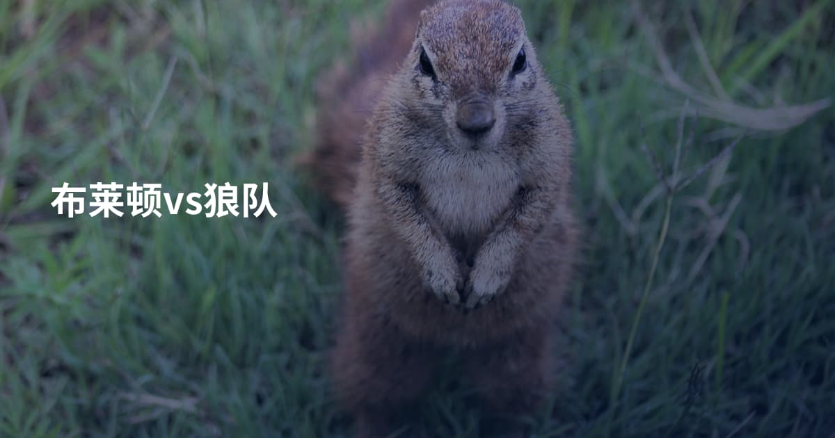 布莱顿vs狼队