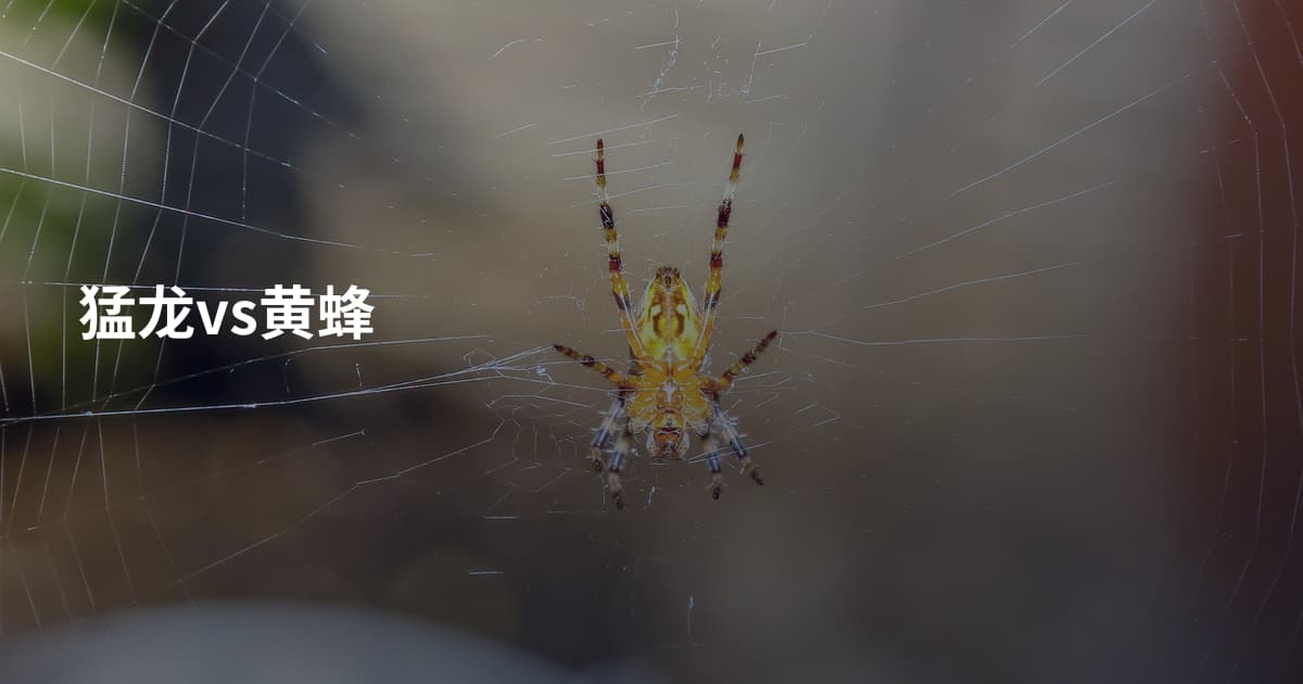 猛龙vs黄蜂