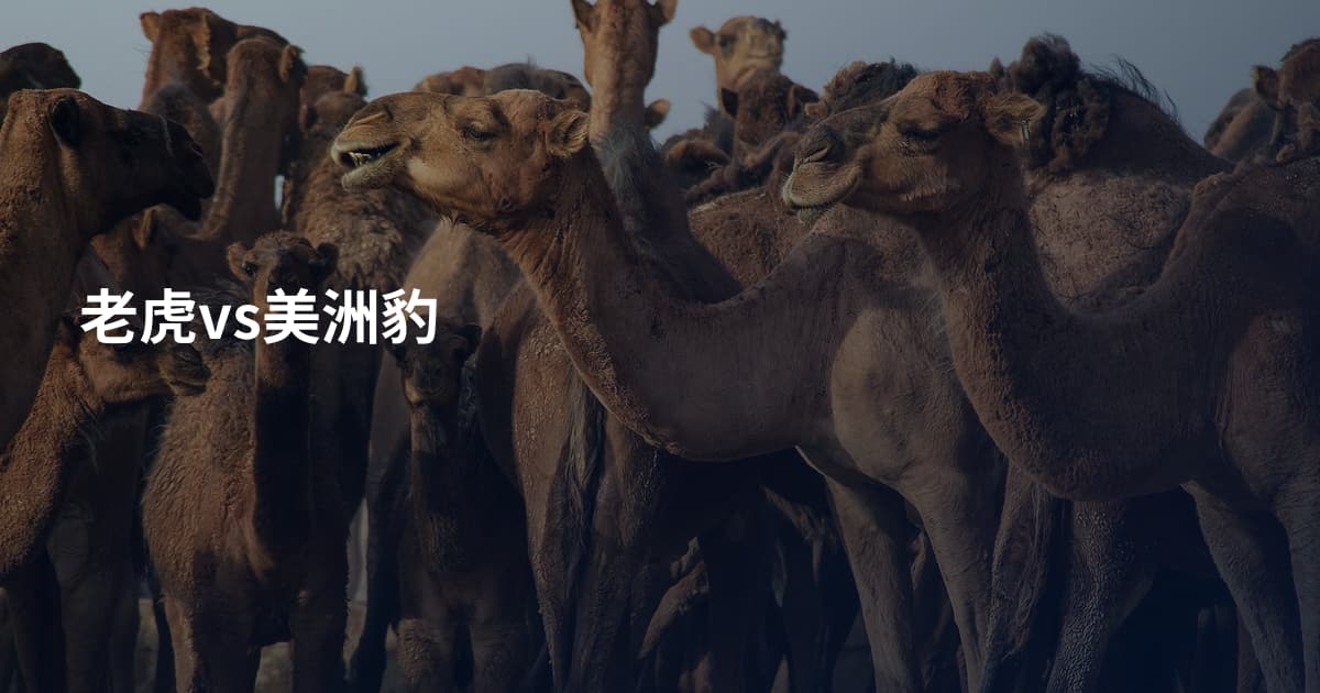 老虎vs美洲豹