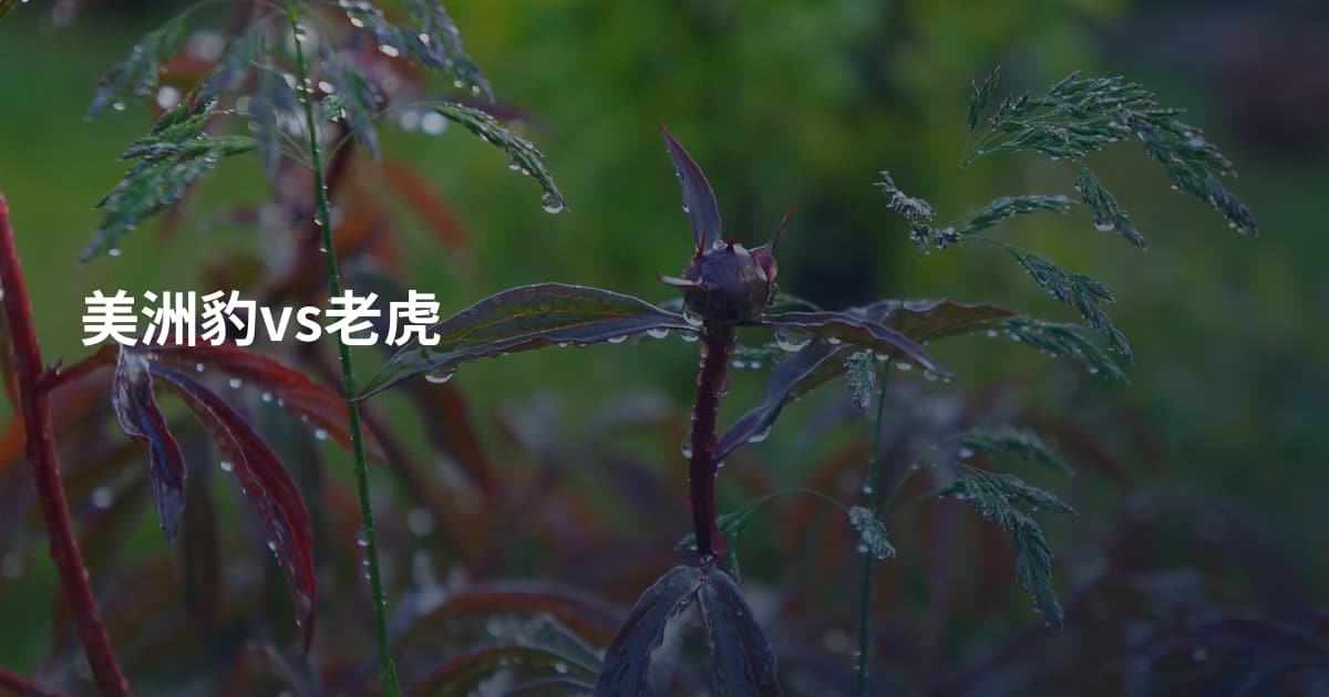 美洲豹vs老虎