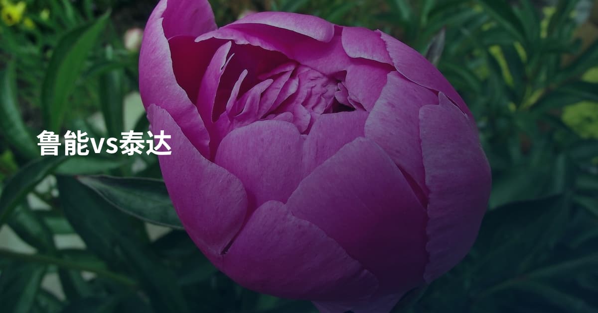 鲁能vs泰达