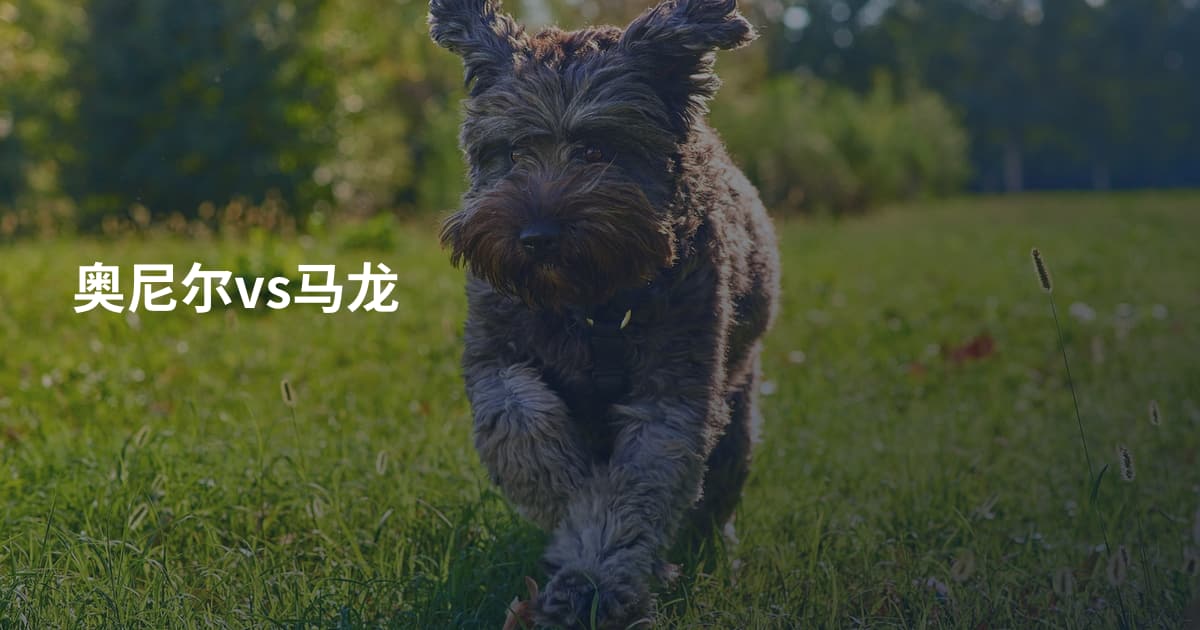 奥尼尔vs马龙