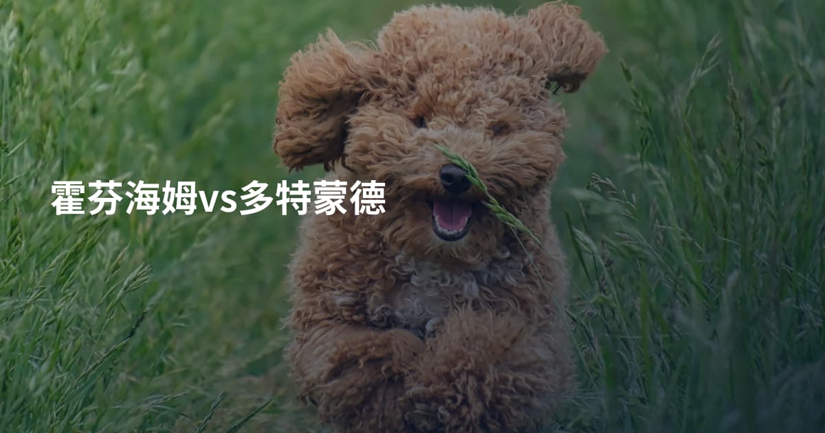 霍芬海姆vs多特蒙德
