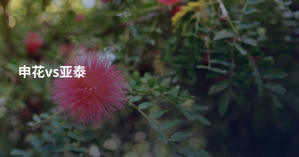 申花vs亚泰