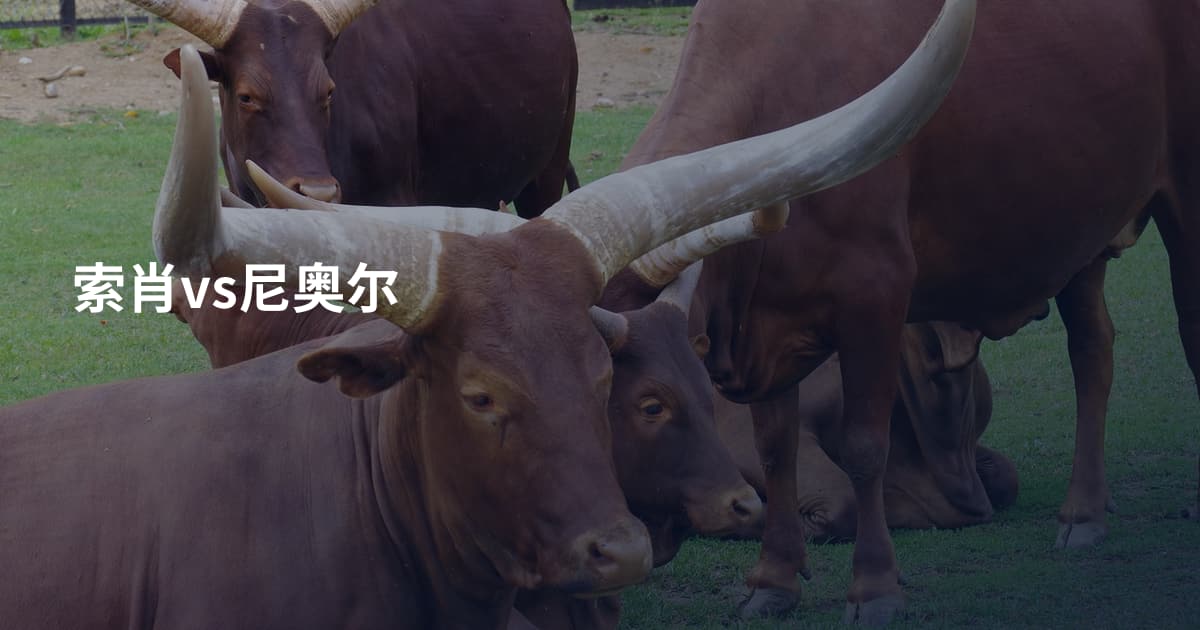 索肖vs尼奥尔