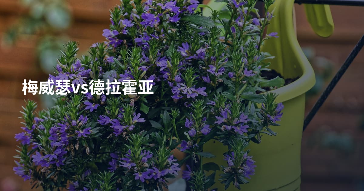 梅威瑟vs德拉霍亚