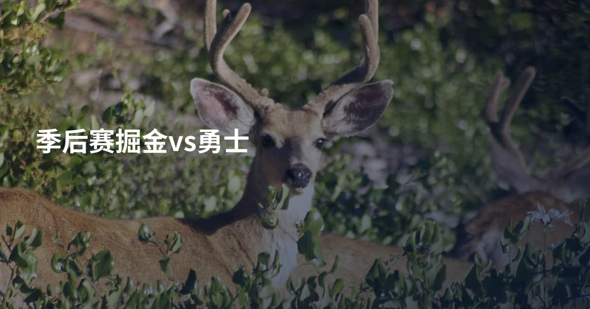 季后赛掘金vs勇士