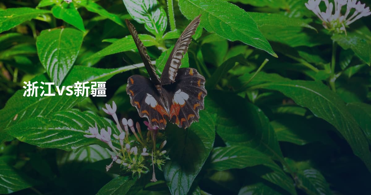 浙江vs新疆