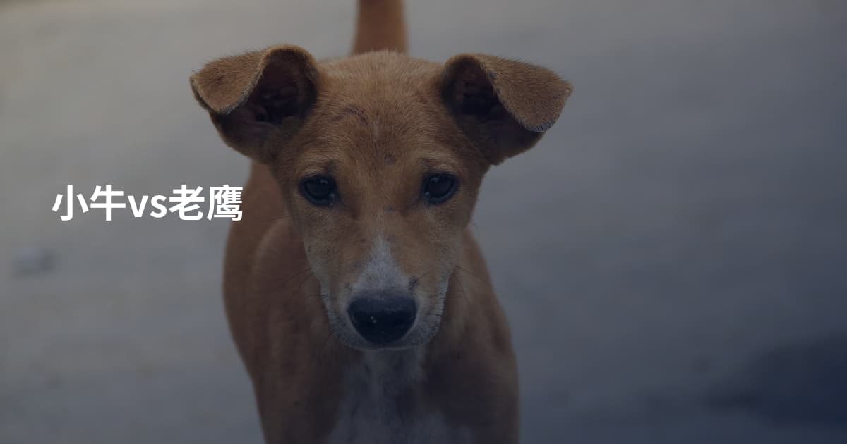 小牛vs老鹰