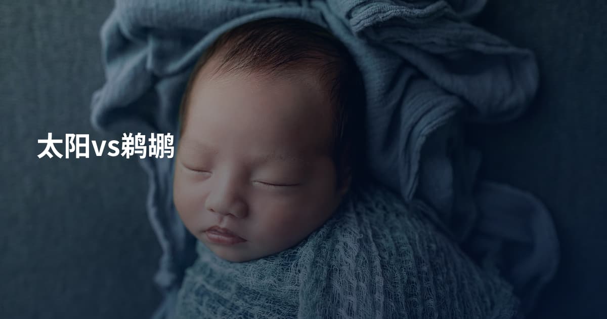 太阳vs鹈鹕