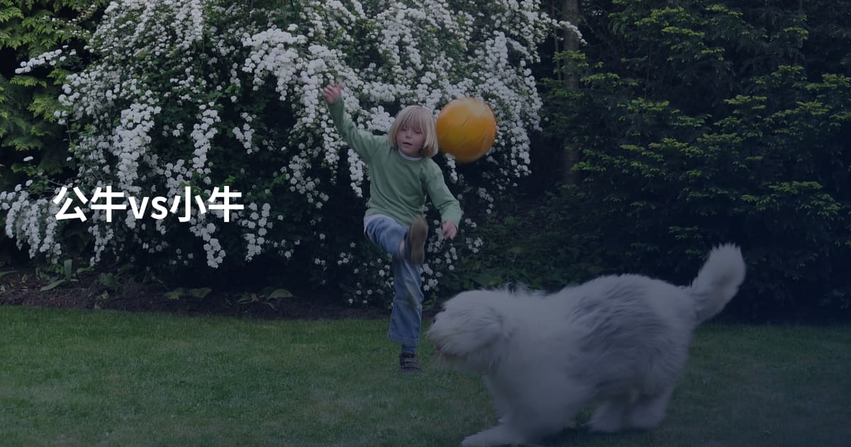 公牛vs小牛