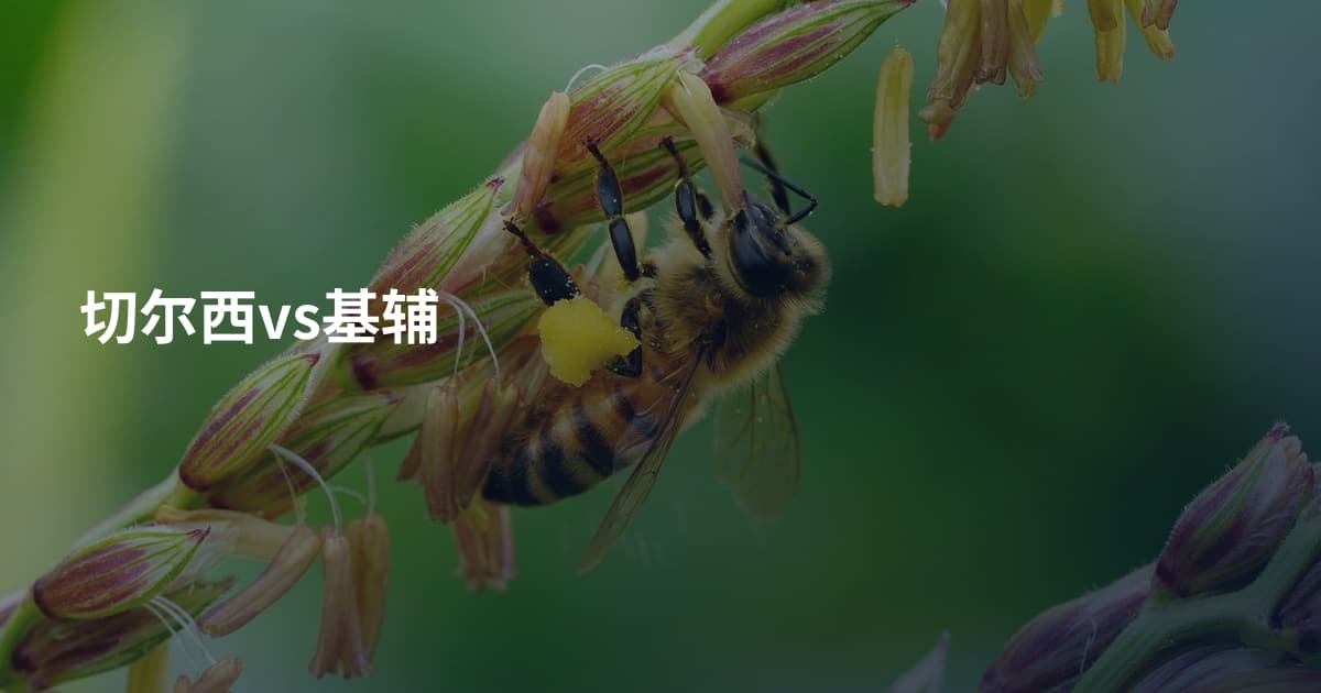 切尔西vs基辅