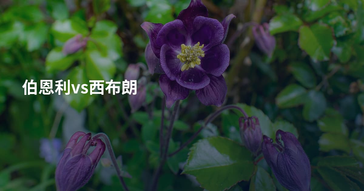伯恩利vs西布朗