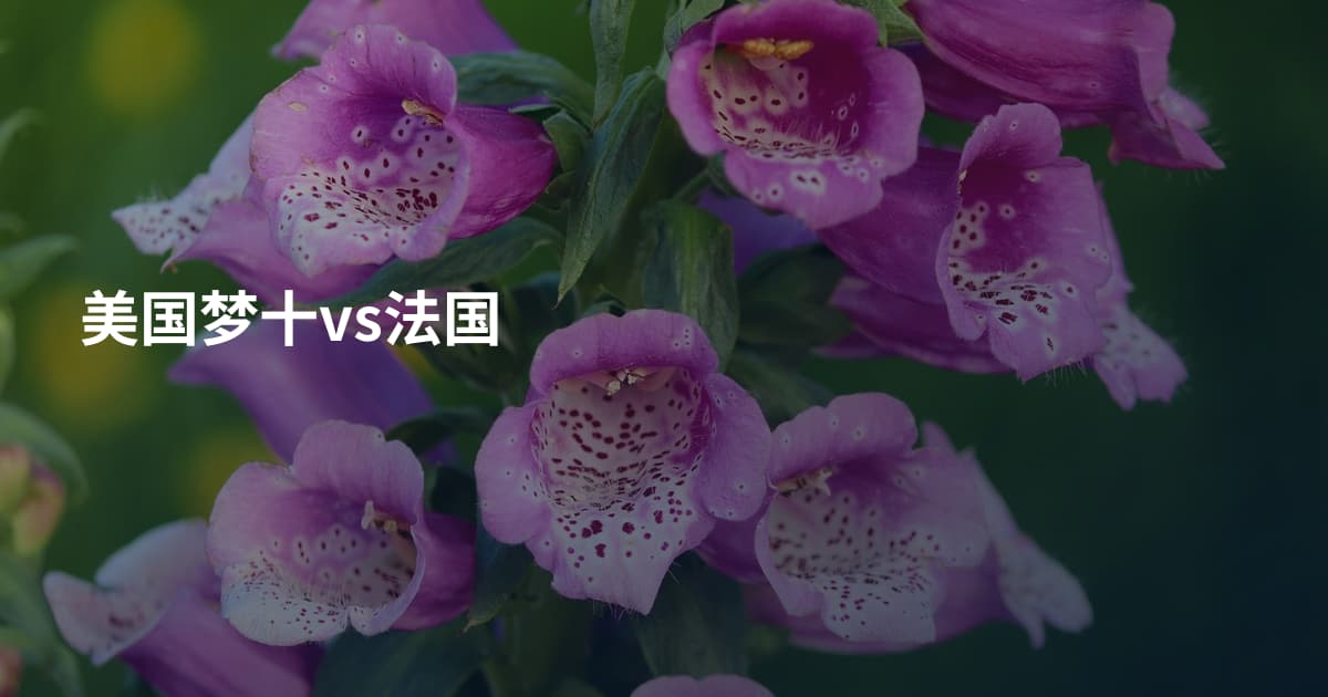 美国梦十vs法国