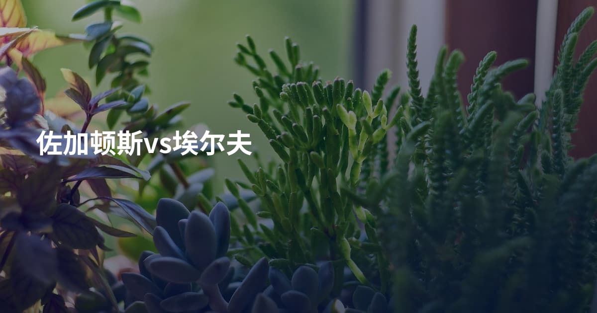 佐加顿斯vs埃尔夫
