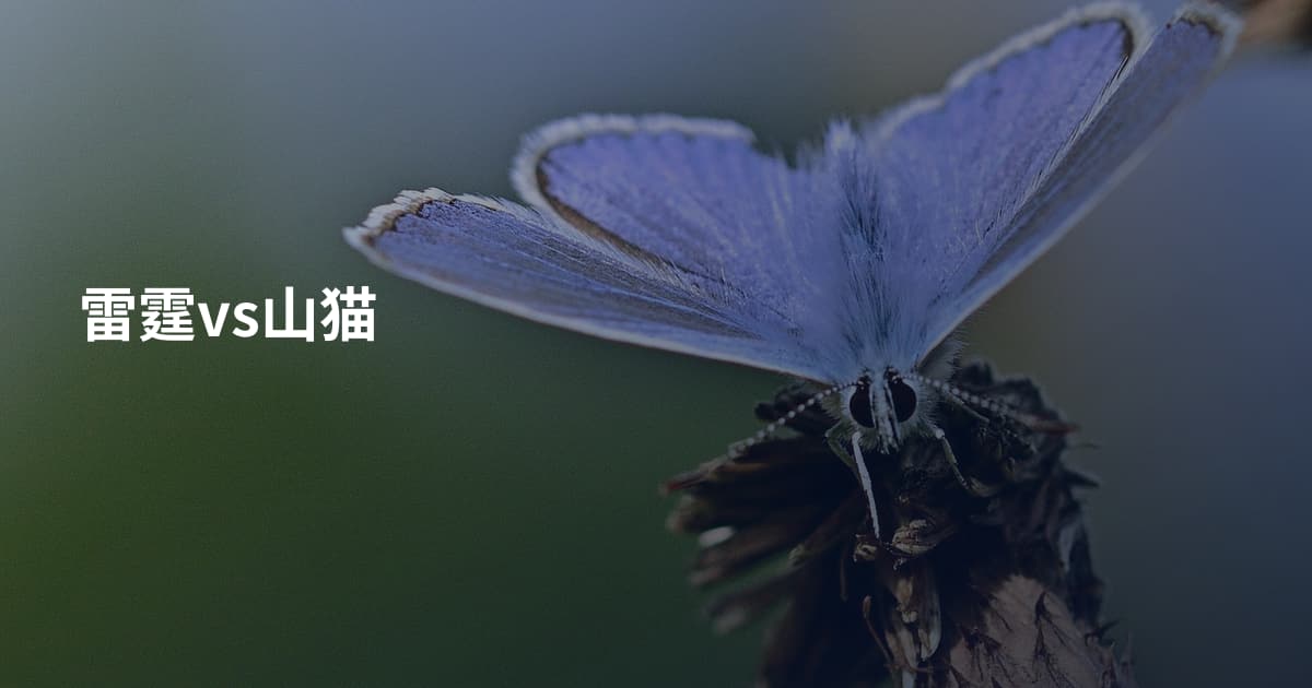 雷霆vs山猫