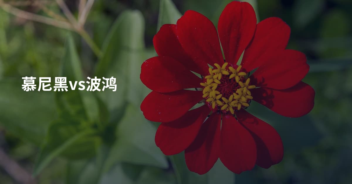 慕尼黑vs波鸿