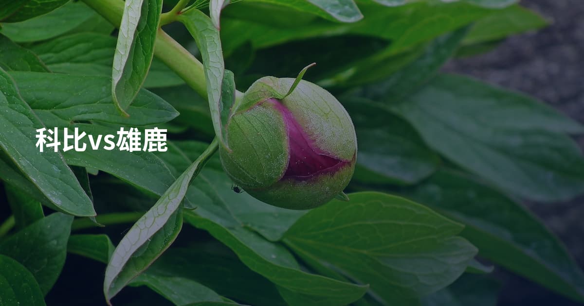 科比vs雄鹿