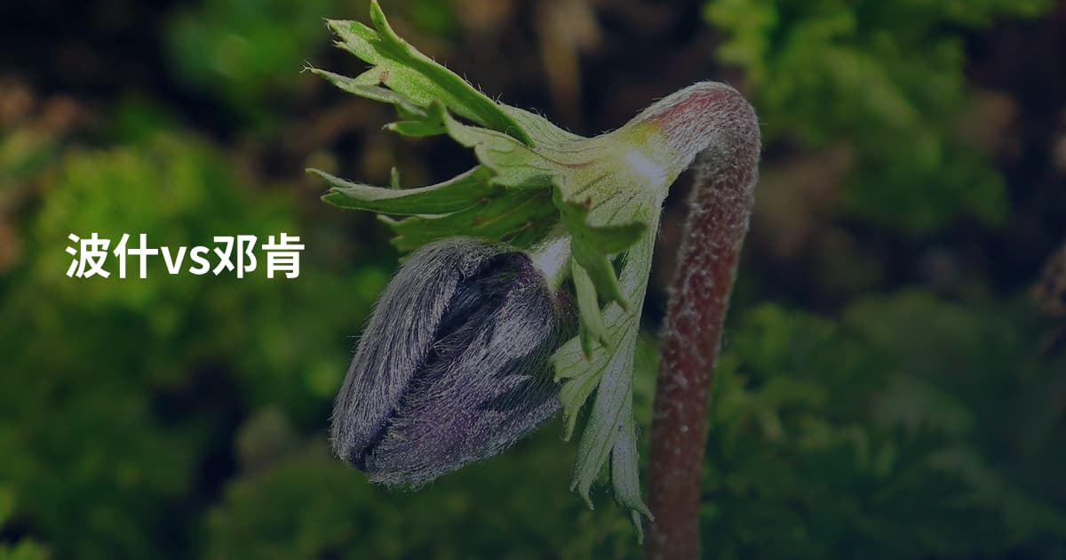 波什vs邓肯