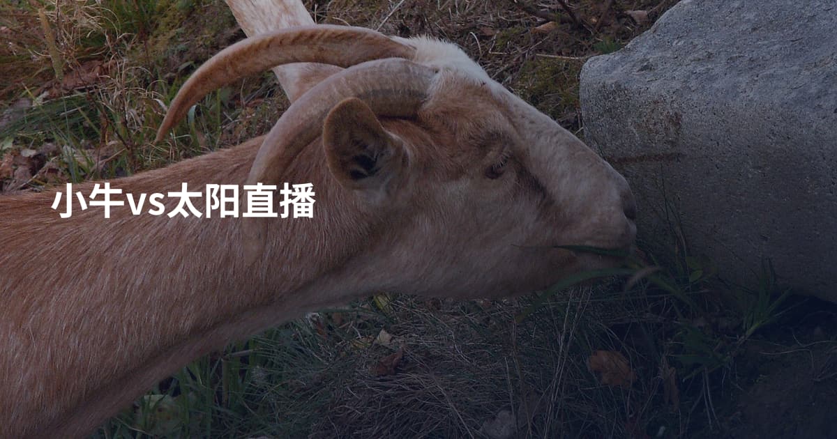 小牛vs太阳直播
