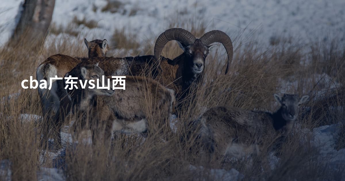 cba广东vs山西