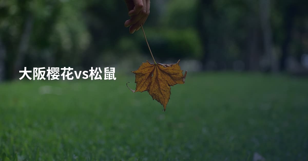 大阪樱花vs松鼠