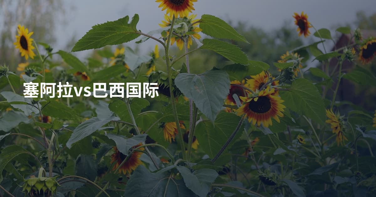 塞阿拉vs巴西国际