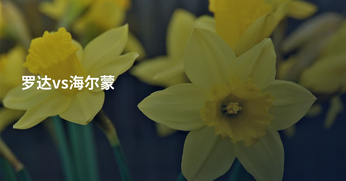 罗达vs海尔蒙