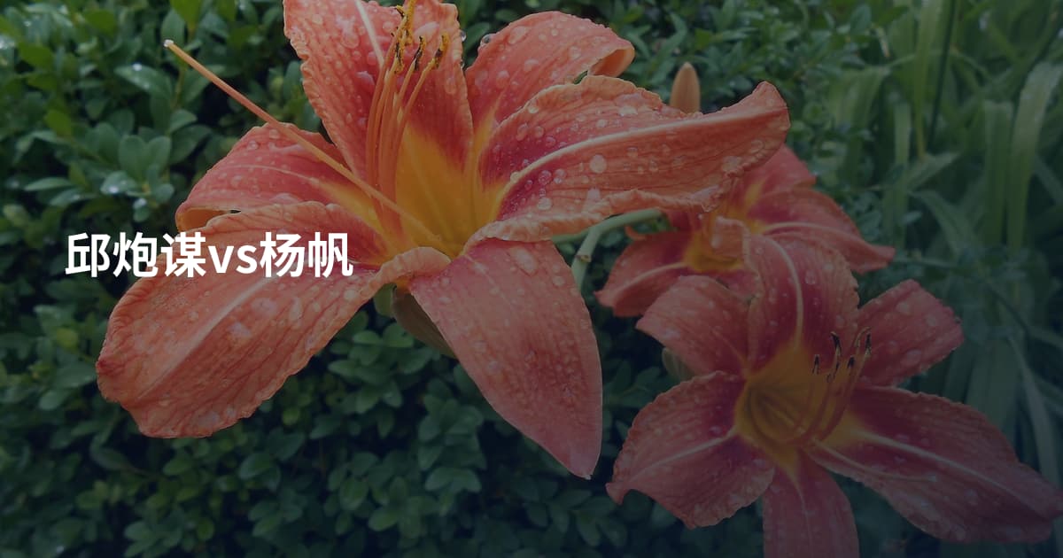 邱炮谋vs杨帆