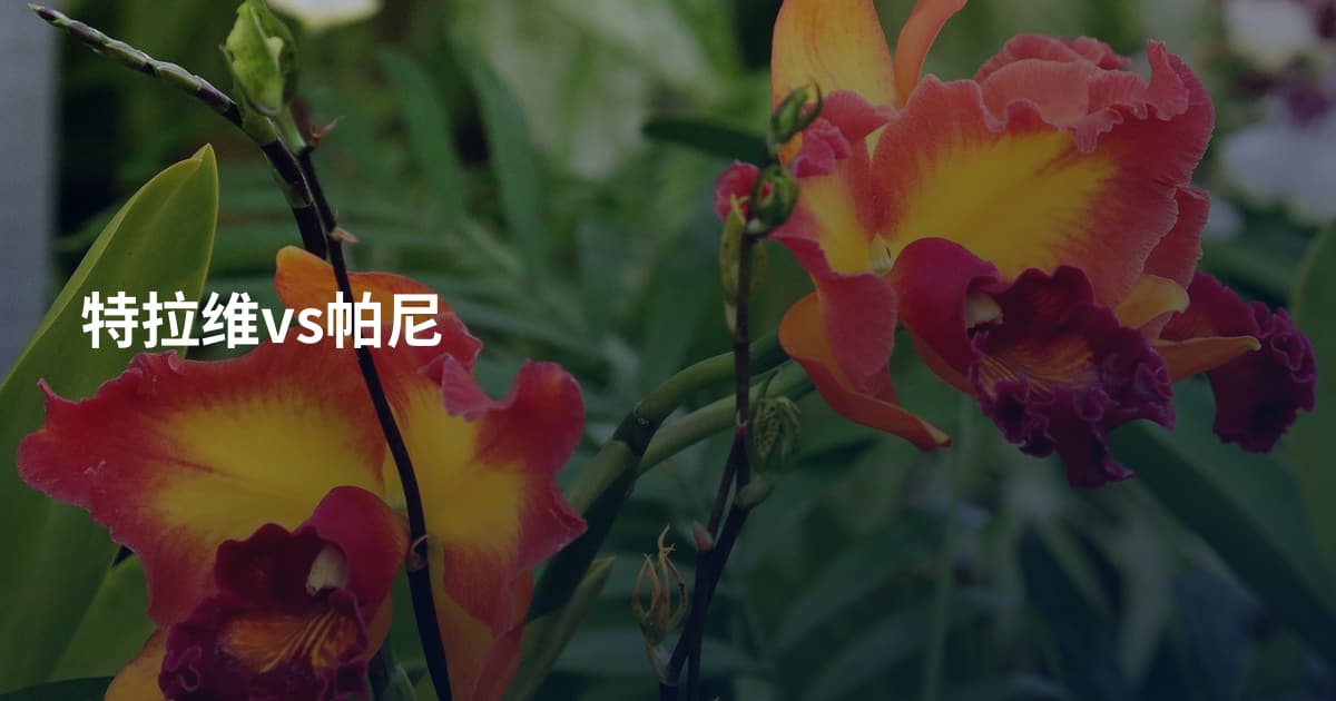 特拉维vs帕尼