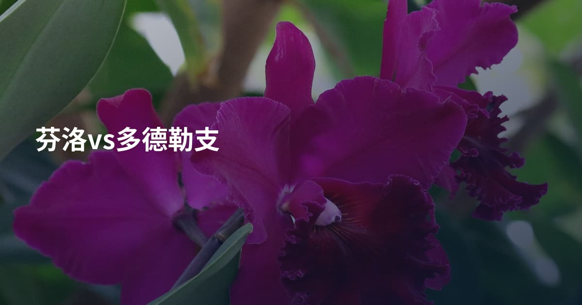 芬洛vs多德勒支