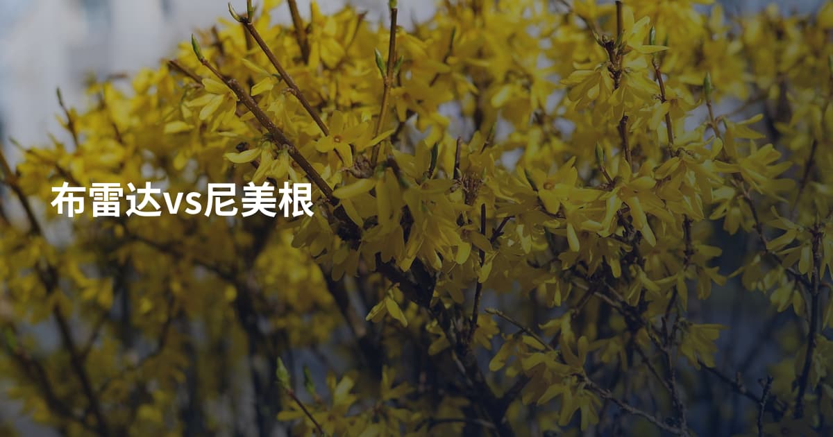布雷达vs尼美根