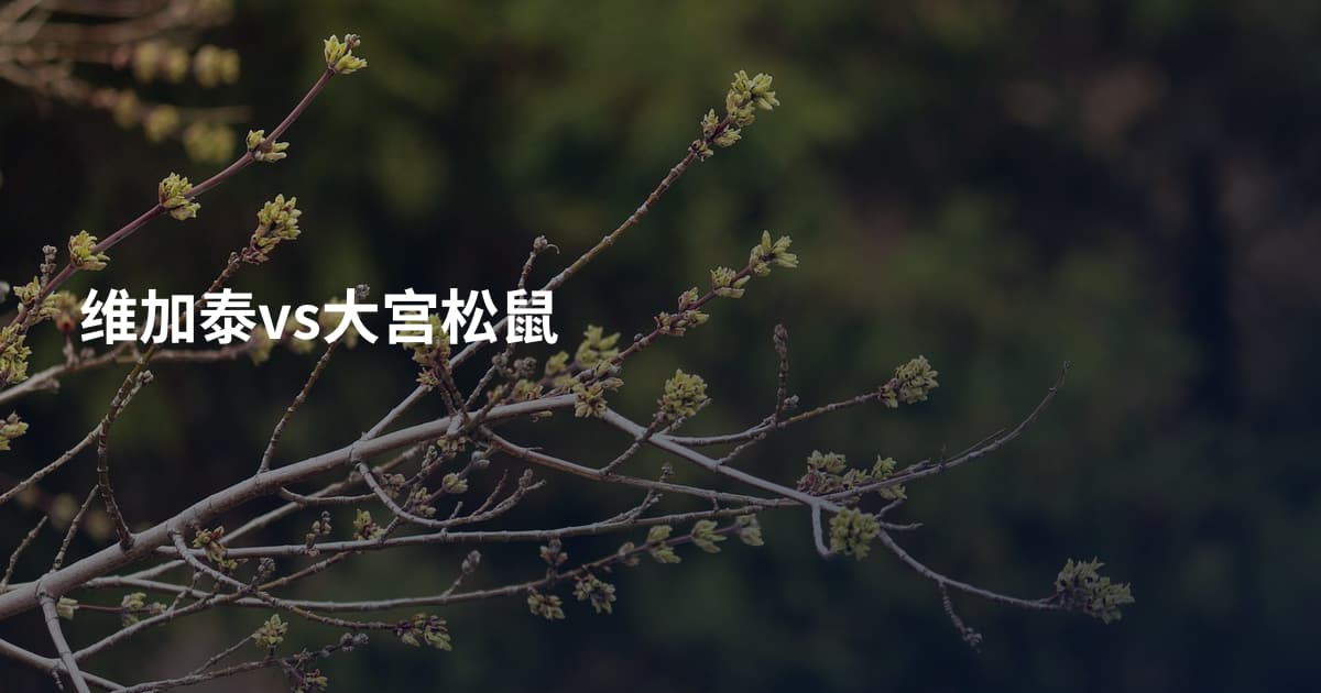 维加泰vs大宫松鼠