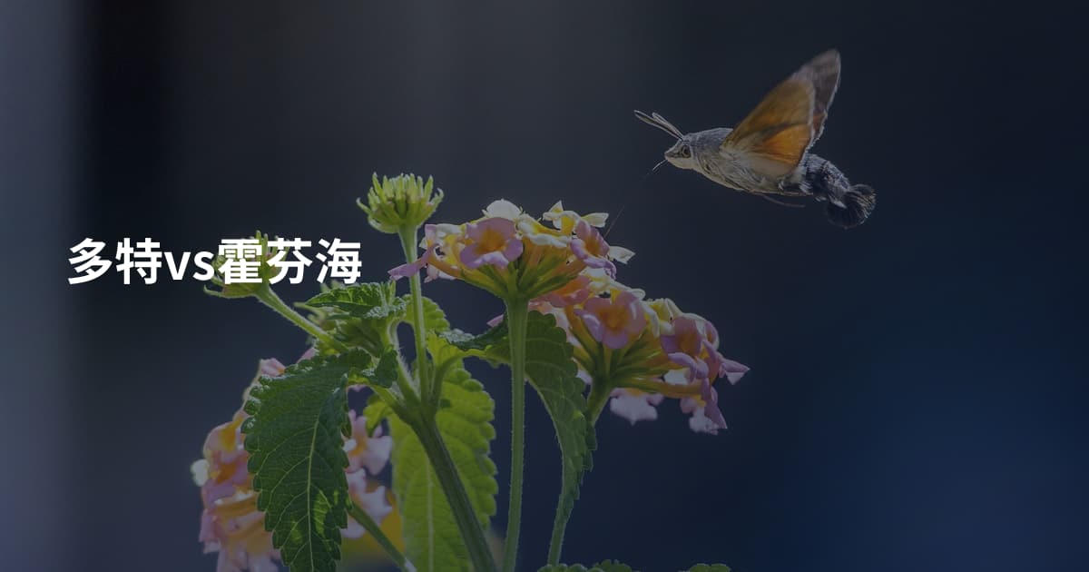 多特vs霍芬海