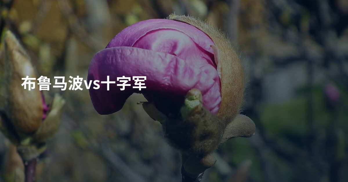 布鲁马波vs十字军