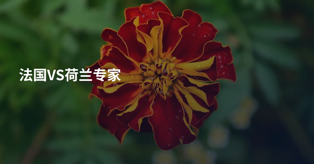 法国VS荷兰专家