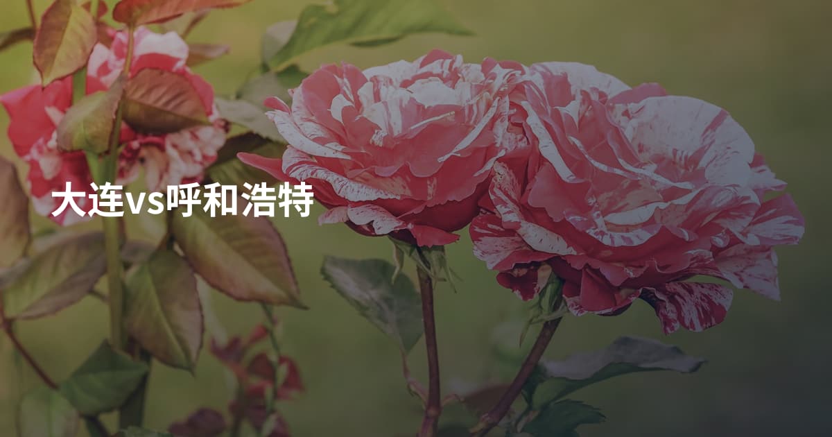 大连vs呼和浩特