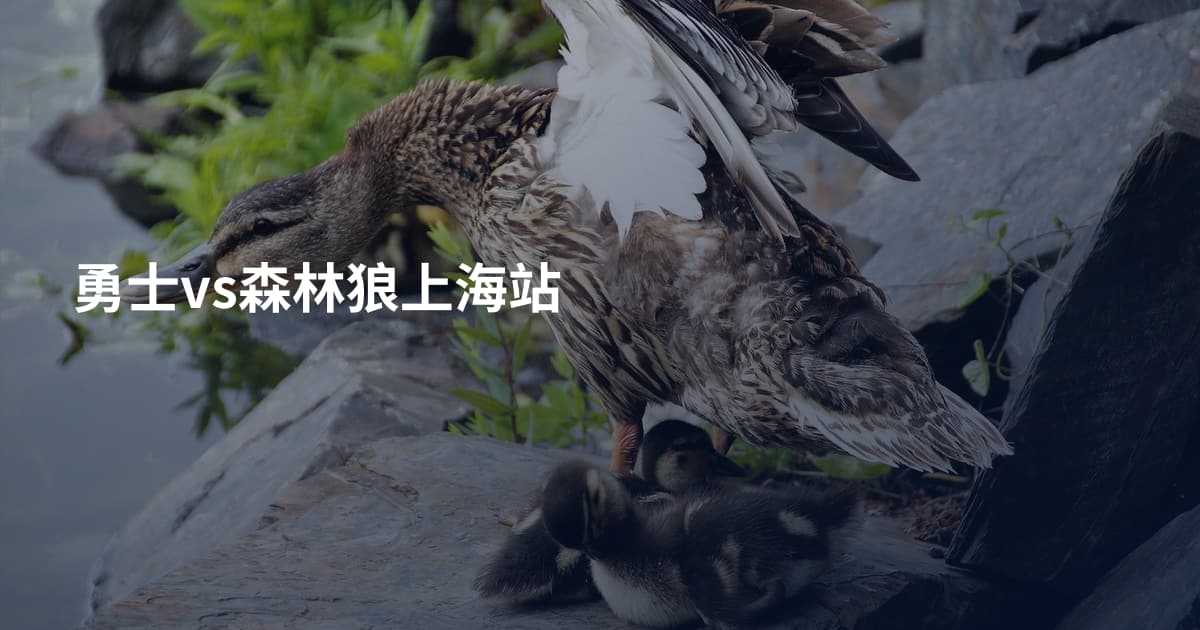 勇士vs森林狼上海站