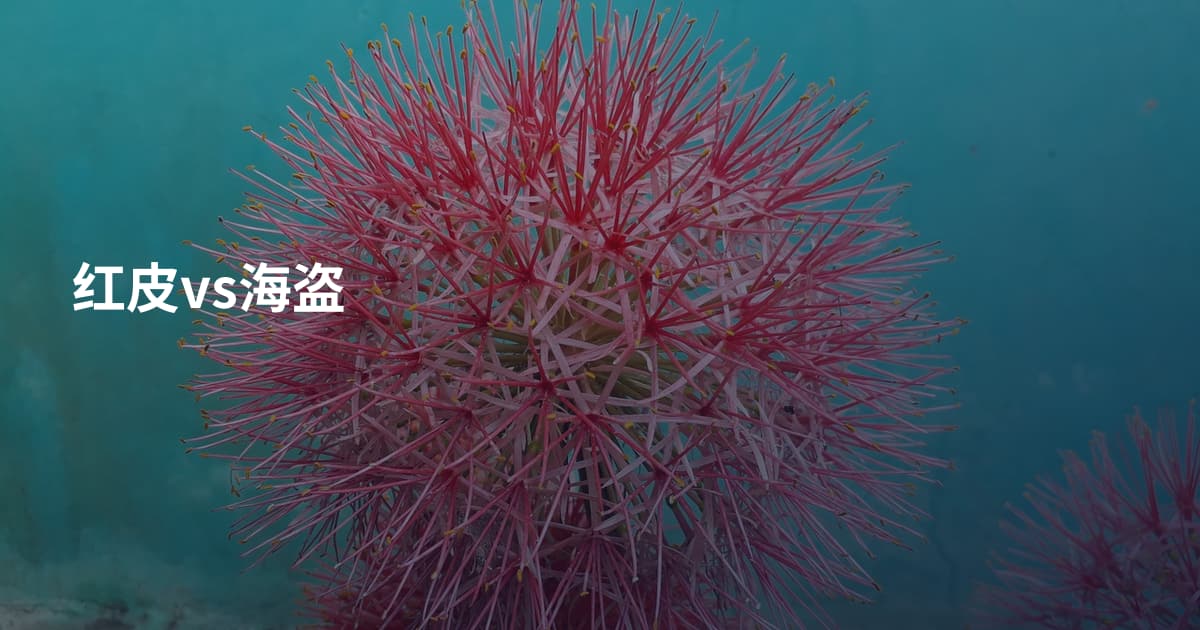 红皮vs海盗