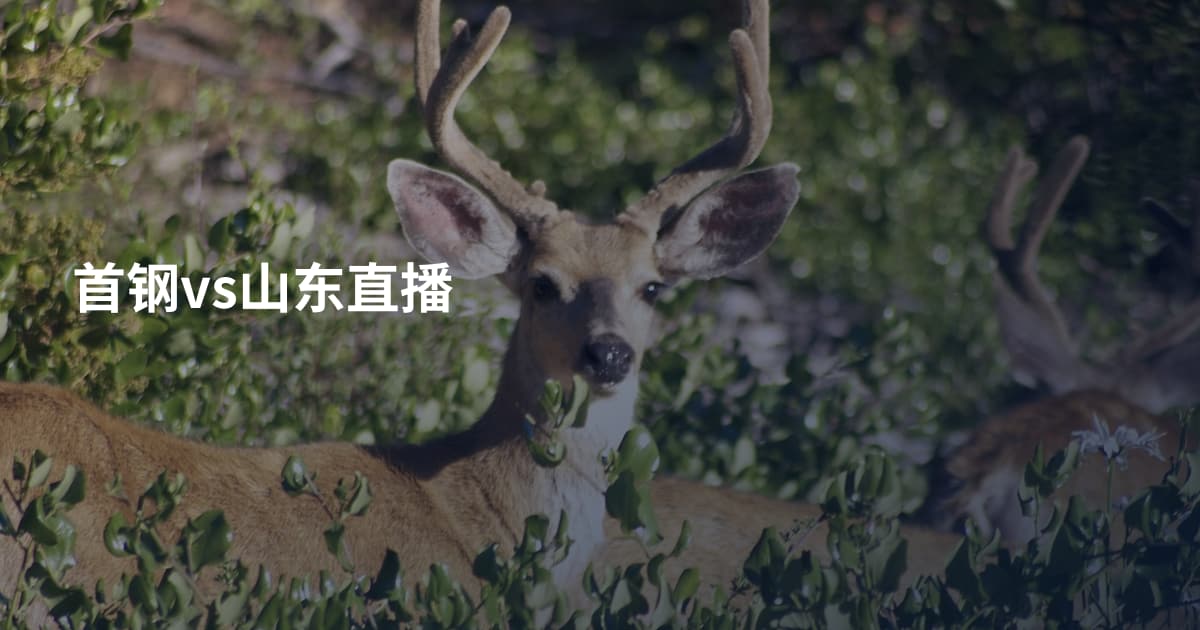 首钢vs山东直播