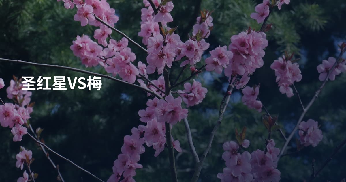 圣红星VS梅