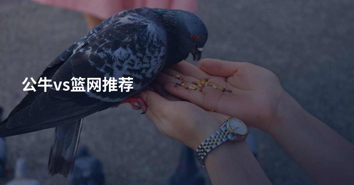 公牛vs篮网推荐
