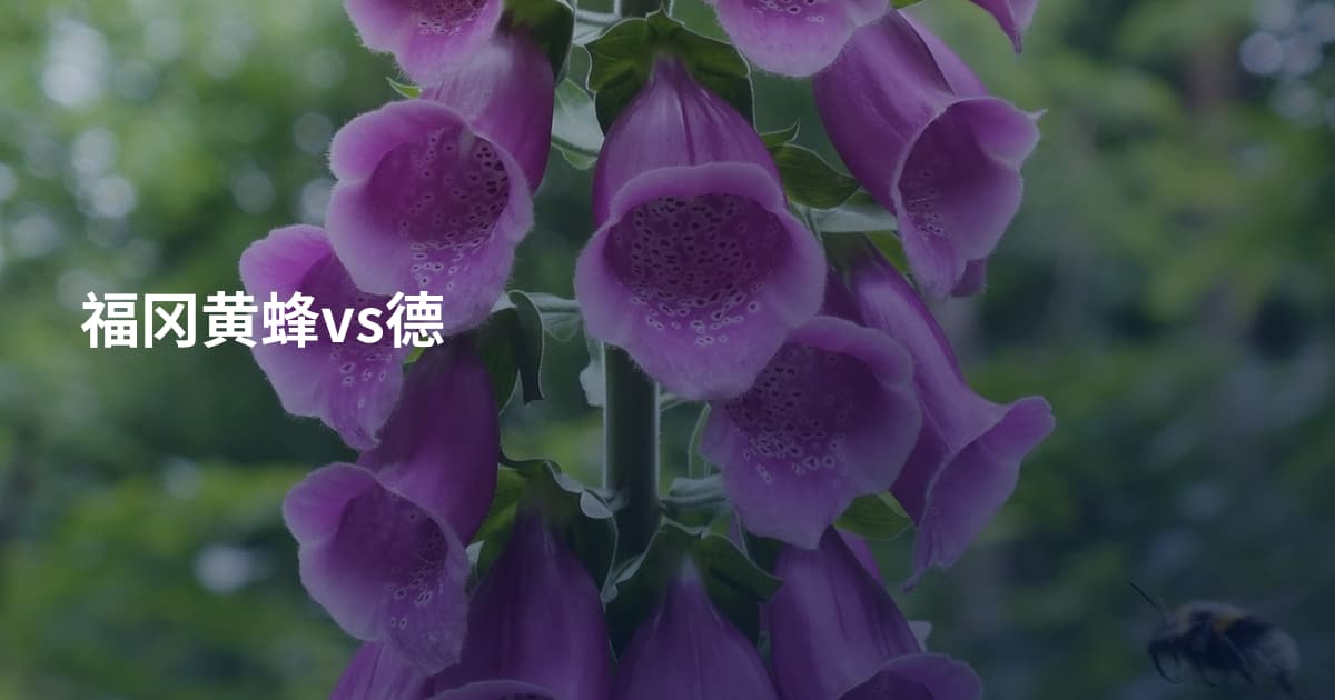 福冈黄蜂vs德