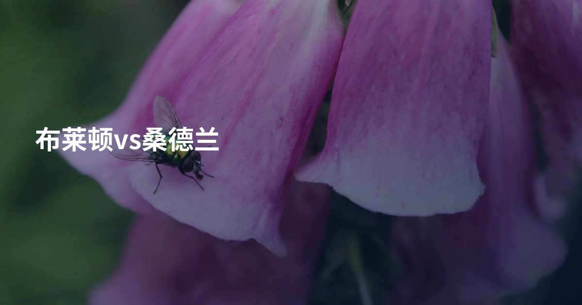 布莱顿vs桑德兰