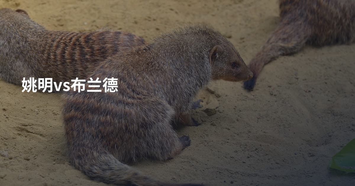 姚明vs布兰德