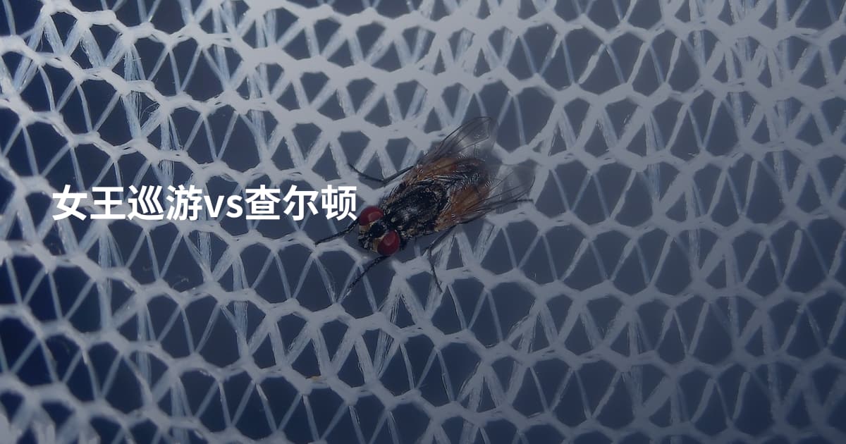 女王巡游vs查尔顿