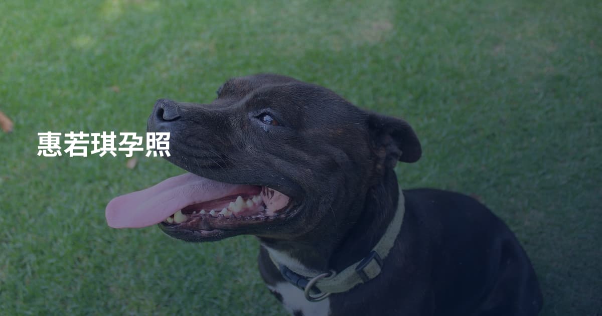 惠若琪孕照