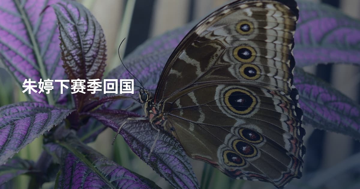朱婷下赛季回国