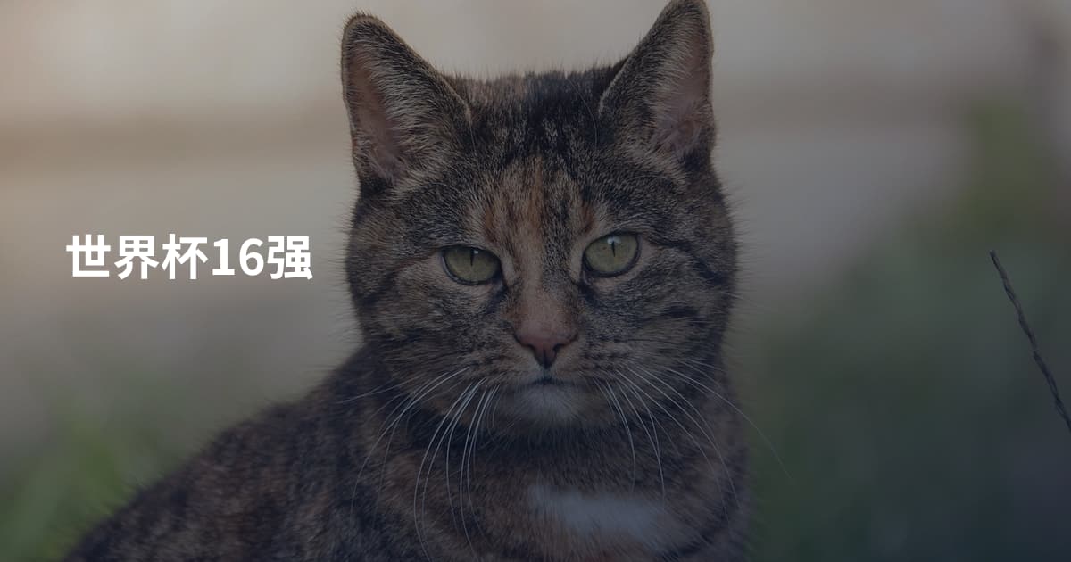 世界杯16强