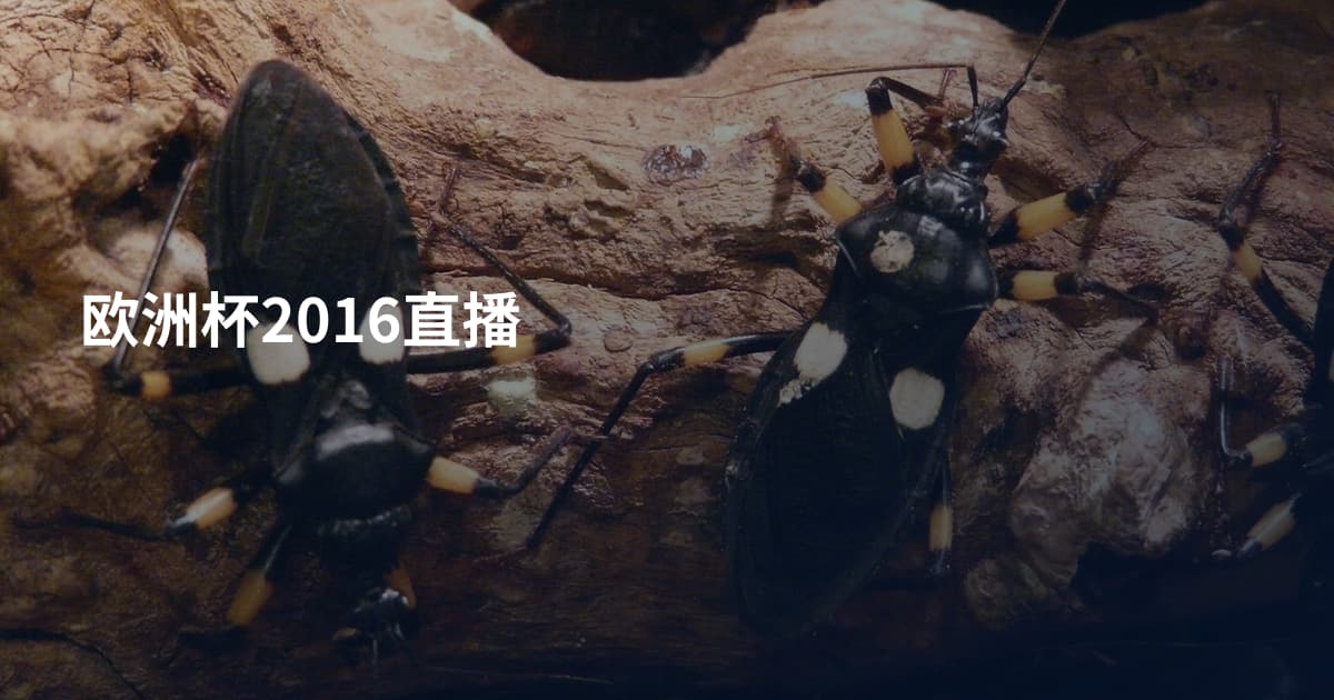 欧洲杯2016直播
